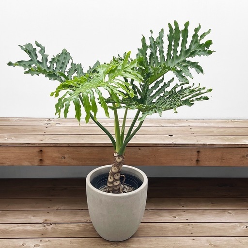 観葉植物 セローム 根上がり