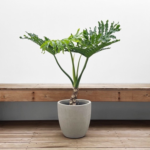 観葉植物 セローム 根上がり