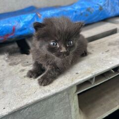 野良猫4兄弟