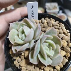 多肉植物　オウンスロー（オンスロー）