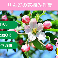 ＼日払い・1日OK！／りんごの花摘作業(花粉採取)