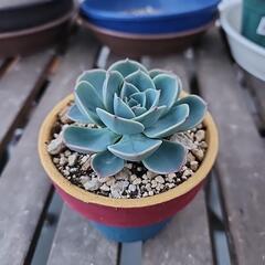 多肉植物　七福神