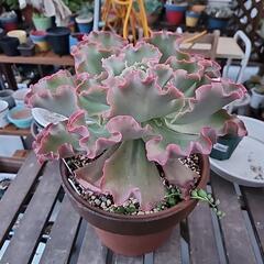 多肉植物　シャビアナ