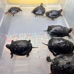 🐢カメ仲間募集🐢 - 松江市