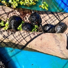 🐢カメ仲間募集🐢