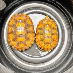 🐢カメ仲間募集🐢 − 島根県