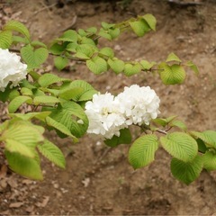 MINOLT AF ZOOM 35-105mm F3.5-4.5②の画像