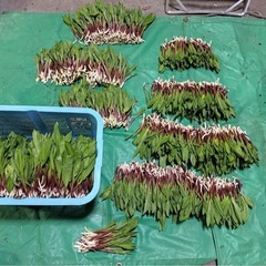 【今年度は終了しました🙏】十勝産　行者にんにく　天然物！　