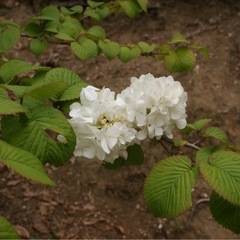 MINOLT AF ZOOM Xi 28-105mm F3.5-4.5①の画像