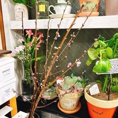 花桃