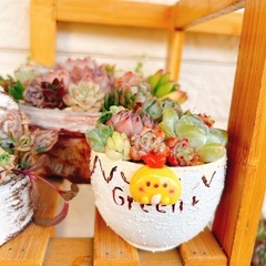 SALE✨No.73リメイク蜂植木鉢観葉植物多肉植物サボテンなどにの画像