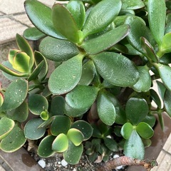 多肉植物　金のなる木
　多頭　大株　の画像