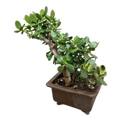 多肉植物　金のなる木
　多頭　大株　