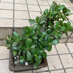 多肉植物　金のなる木
　多頭　大株　の画像