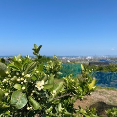 【伊予市】農業お手伝いさん募集の画像