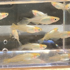めだか-東天光5匹&華蕾5匹-計10匹の画像
