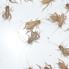 ヨーロッパイエコオロギ4～5令75g約５００匹の画像