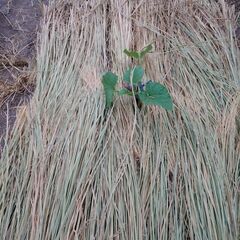 天日干し稲わら２括り（２４束）の画像