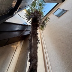 シュロ/棕櫚/棕梠/椶櫚/庭木/植木/買取/売買/ヤシの木/ソテツの画像