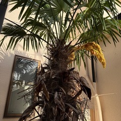 シュロ/棕櫚/棕梠/椶櫚/庭木/植木/買取/売買/ヤシの木/ソテツ