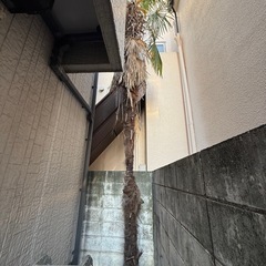 シュロ/棕櫚/棕梠/椶櫚/庭木/植木/買取/売買/ヤシの木/ソテツの画像