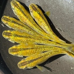 琥珀ラメ メダカ 1ペア