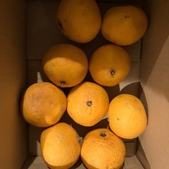 甘夏みかん