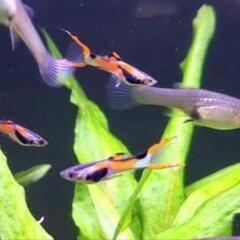 熱帯魚16匹  (小型グッピー) エンドラーズ オス・メス3匹ず...