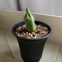 オベサブロウ　②