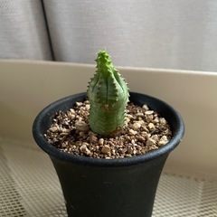 オベサブロウ　②の画像