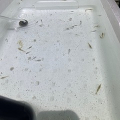 完売いたしました　メダカ　ミユキ(幹之)5匹100円 の画像