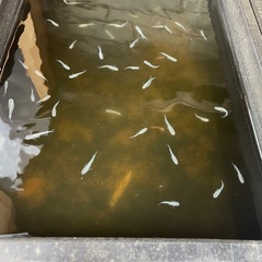 完売いたしました　メダカ　ミユキ(幹之)5匹100円 の画像