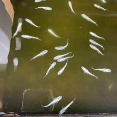 完売いたしました　メダカ　ミユキ(幹之)5匹100円 の画像