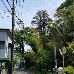 【無料・高木ヒマラヤ杉！薪・木材に◎ 伐採できる方歓迎｜相模原市】の画像