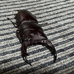 オオクワガタ（SR）能勢　国産　1ペア(♂70♀44)の画像