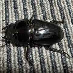 オオクワガタ（SR）能勢　国産　1ペア(♂62♀44)の画像
