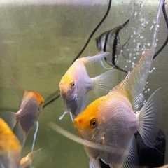 (残りわずか)エンゼルフィッシュ 熱帯魚 シグリット