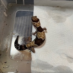 ニシアフ   ニシアフリカトカゲモドキ    オス  値下げ