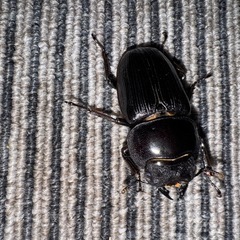 オオクワガタ（久留米） 新成虫 ペア(♂76♀44)の画像