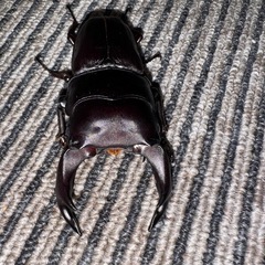 オオクワガタ（久留米） 新成虫 ペア(♂76♀44)