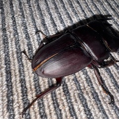 オオクワガタ（久留米） 新成虫 ペア(♂76♀44)の画像
