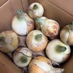 新玉ねぎの画像