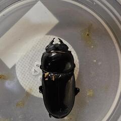 インドグランディスオオクワガタ(ラムカ産)♀単