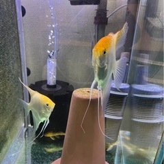 アルビノエンゼルフィッシュ 熱帯魚 シグリット