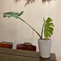 モンステラ
