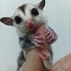 フクロモモンガ赤ちゃん