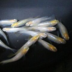めだか メダカ「華蕾 はなつぼみ」④ の有精卵40個＋α