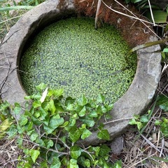 石臼の画像