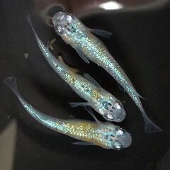 メダカ ベテルギウス 4匹セット 1000円 【無人販売】