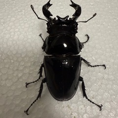 こどもの日クワガタプレゼント②